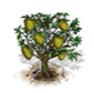 Schein-Graviola-Baum